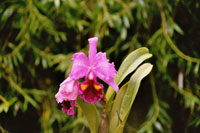 Orchideengarten